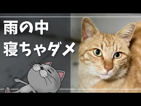 遊びに来た野良猫が濡れながら寝ちゃうｗ【ロシアンブルー】猫