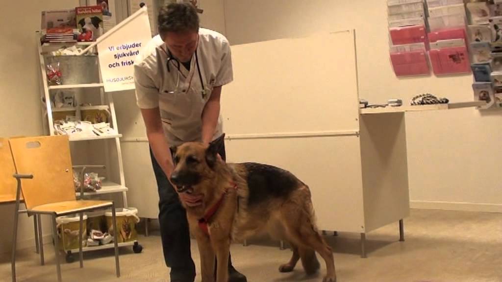 Husdjurshälsan om vgw.mpg