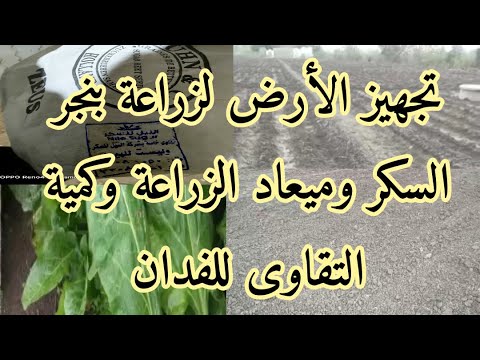 فيديو: هل يمكن زراعة البنجر في الخريف؟
