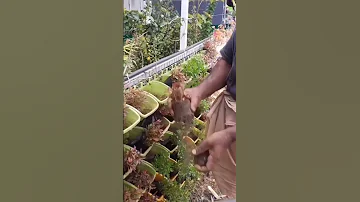Vertical Garden Planting Alternanthera Vertical Garden Plants Borderplants 