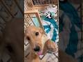犬の熱烈お出迎えから30秒後..目の前に広がる光景が絶望すぎて絶句する飼い主。【ゴールデンレトリバー】#shorts