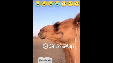 احترم القران الكريم 