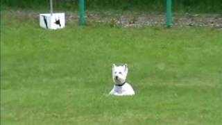 Concours Obissance Mirecourt Babeth Et Cheyenne.wmv