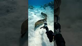 Underwater Encounter: Catching a Giant Moray Eel with a Mechanical Claw