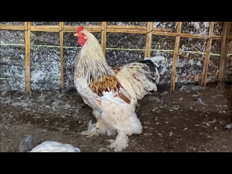 اجواء البادية عائلة زوجي منطقة البهالة راس العين الشاوية ناس الشرفاء