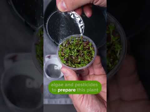 Rotala rotundifolia 'Blood