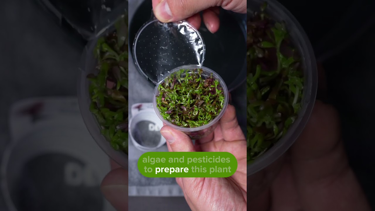 Rotala rotundifolia 'Blood Red' Dennerle Plants Plant Profile  