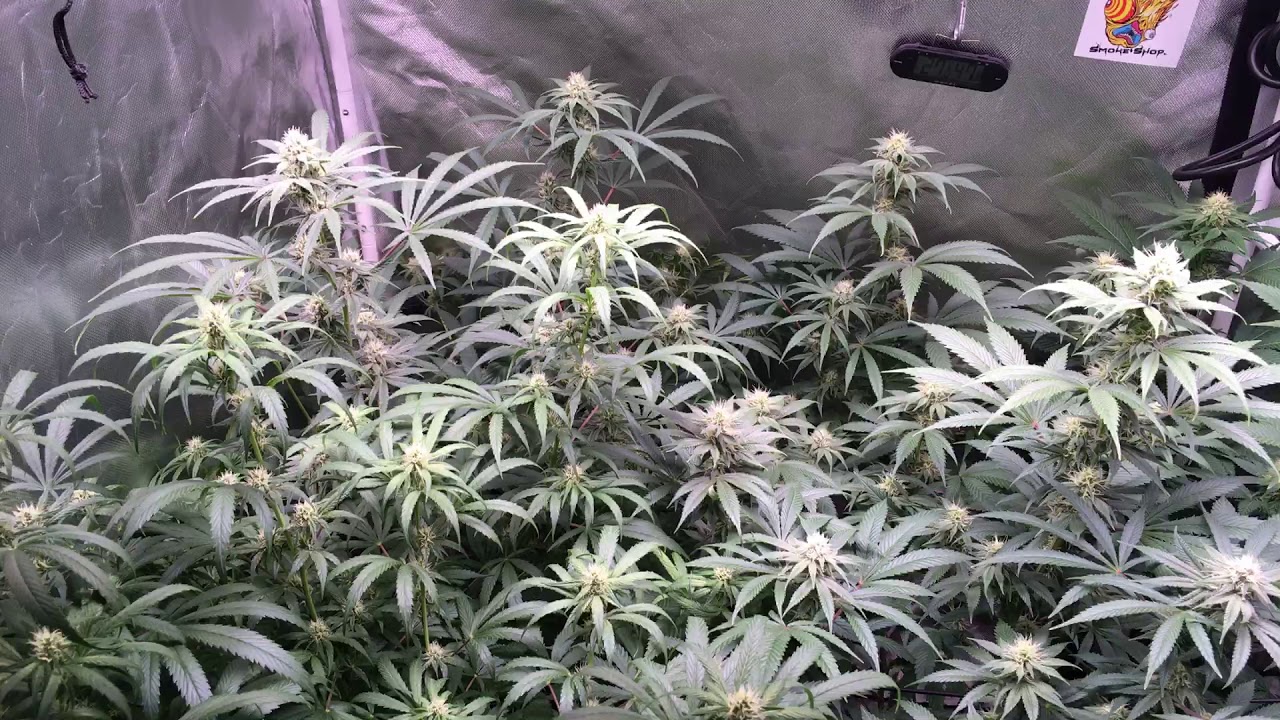 Whats in the main tent