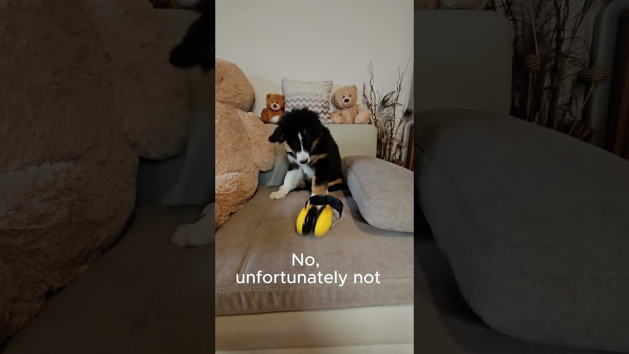 Happy is preparing for New Year's Eve 