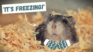Keeping Your Hamster WARM In The Winter☃️