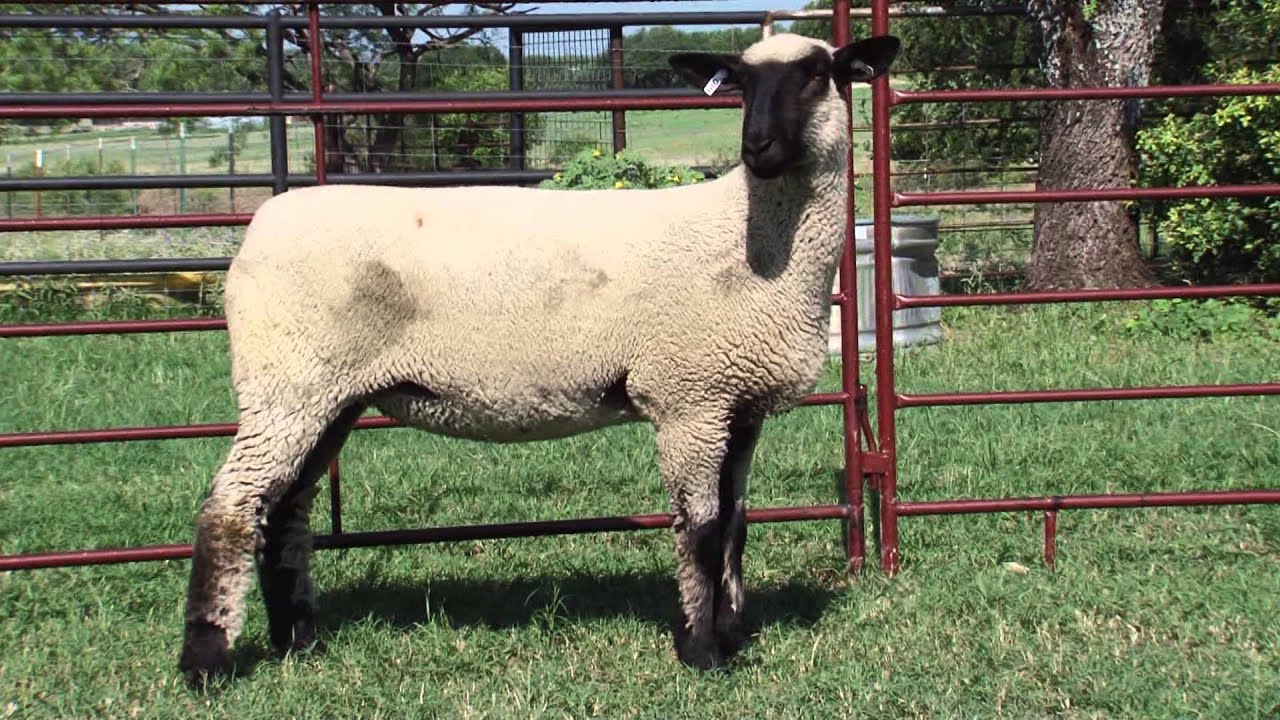 Chabot Show Lambs_4068