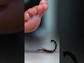 The Deadly Fat-tailed Scorpion 💀 Lethal Predator of the Desert! #wildlife #animalfacts #scorpion