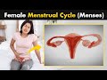 What Happens During A Female Menstrual Cycle? (Menses)