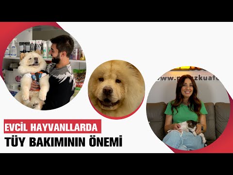 Video: Evcil Hayvanlarda Boğulmanın 5 Yaygın Nedeni