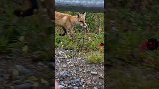 Белка🐿 #белокуриха #белокуриха2