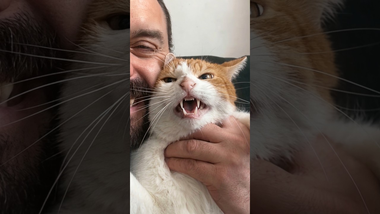 He Has The Angriest Cat 😂