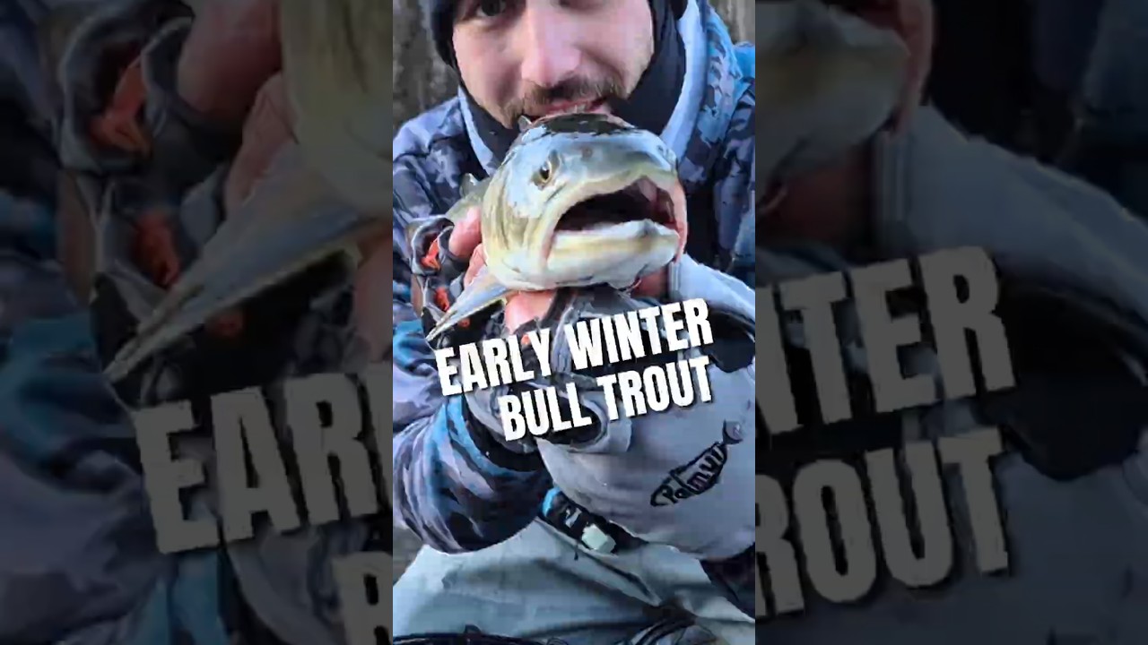 Зимняя хромированная форель-бык