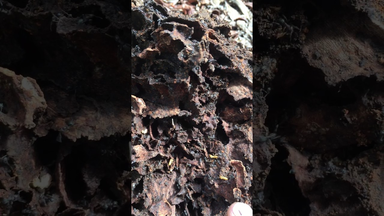 Black Ants Versus White Ants (Termites) Who Wins?