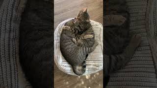 Cat Snuggles With Each Other While Sleeping Together - 1500436