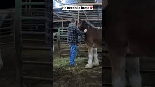 This Auction Horse Was SO SAD!😞 He NEEDED Home❤️ #shorts #auction #horse #horselover This Auction Horse Was SO SAD!😞 He NEEDED Home❤️ #shorts #auction #horse #horselover