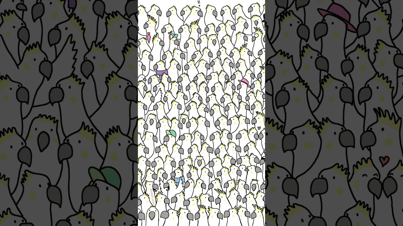 Can you find DOVES among the cockatoos!!!