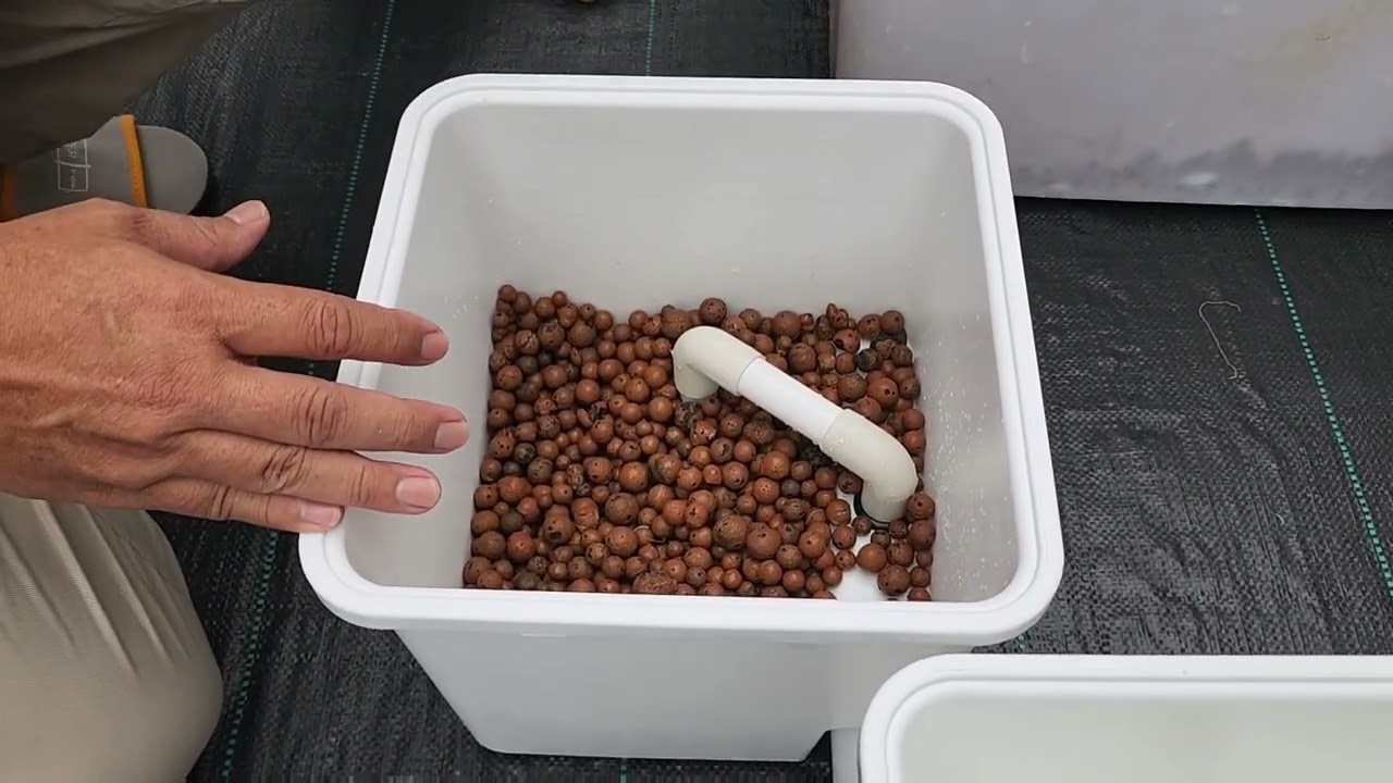 TUTORIAL MERANGKAI SISTEM DUTCH BUCKET