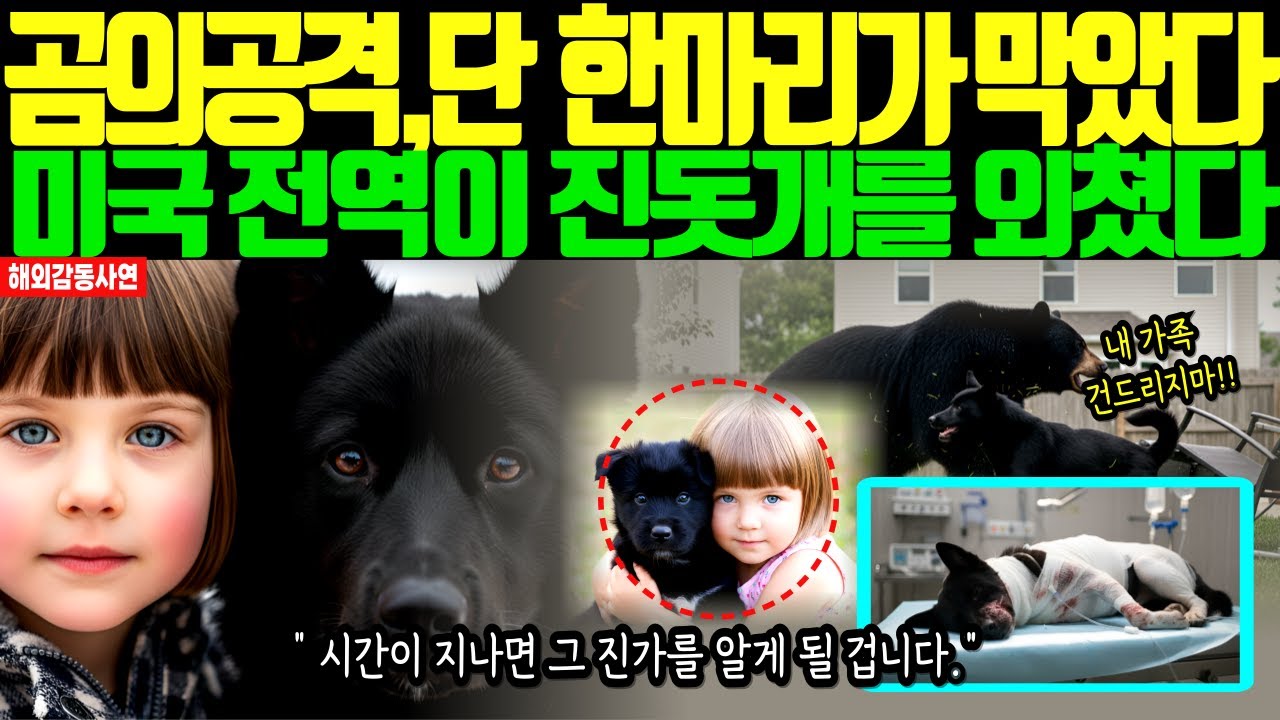 “흑곰에 맞선 한국진돗개의 진가, 미국 전역을 뒤흔든 충격의 순간”
