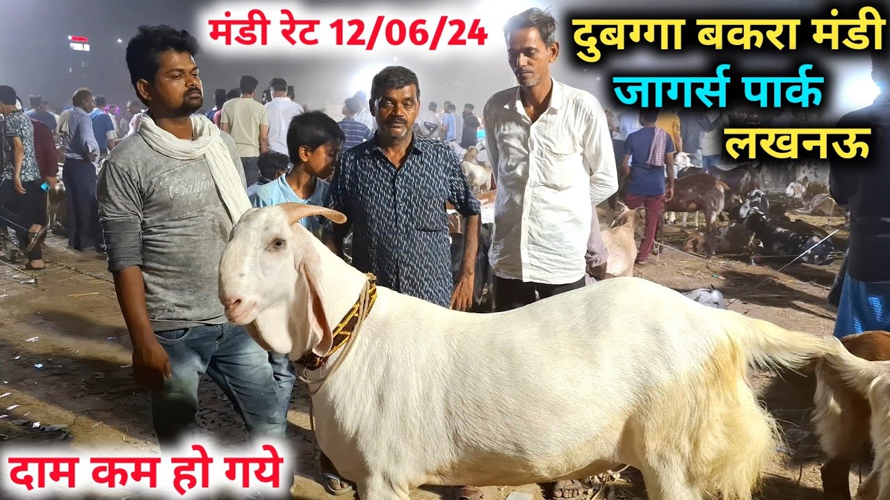 दुबग्गा बकरा मंडी |12/06/24 |Lucknow Bakra Mandi |यहां मिलेंगे सस्ते बकरे |Lucknow |Mandi rate