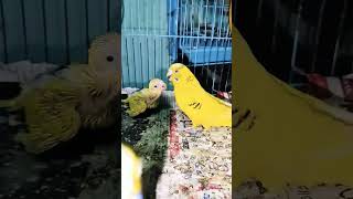 The Male Budgie is Feeding the Chick 🐦🐥 😘 ll #budgies #birds #shorts