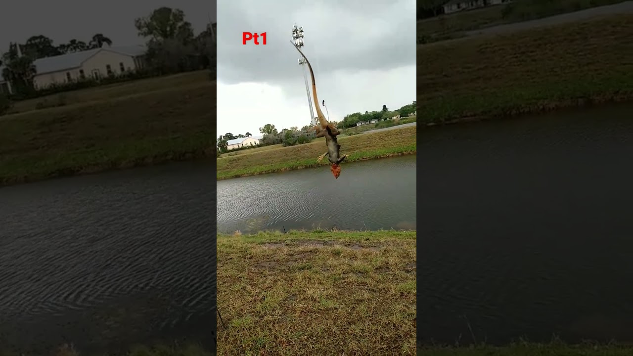 using a invasive lizard as bait fl canal 🦎