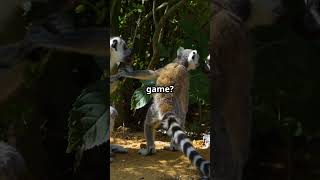 Ring-Tailed Lemurs: Madagascar’s Quirky Icons !