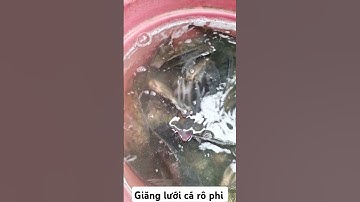 thành quả buổi sáng đi giăng lưới cá rô phi một thao luôn quá đã 2024