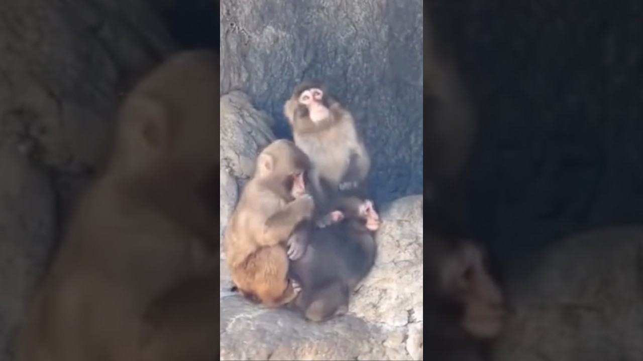 Is punch ok? #punchkun #fyp #punchbaby #punch#trending #viral #animalrescue #animallovers #youtube - YouTube