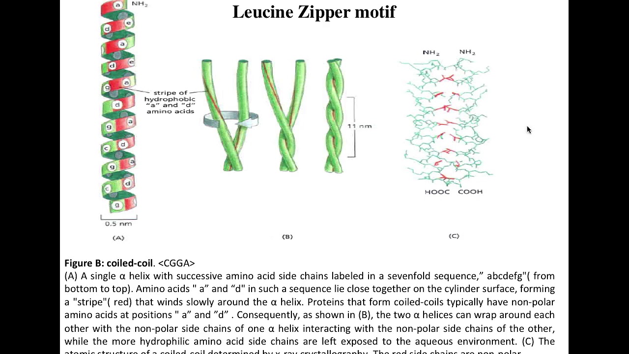 Lecture 7 Leucine Zipper motifs YouTube