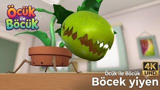 Öcük Ile Böcük - Böcek Yiyen (3.) - 4K Full 
