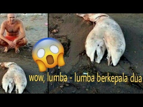 Video: Lumba-lumba Berkepala Dua Ditemukan Di Pantai Di Turki - Pandangan Alternatif