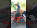 best family dog in the world 🌍 || #youtube #funnyanimals #germanshepheard #doglove  #frenchielife