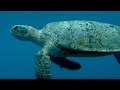 The Ocean Food Chain | Turtle's Guide to the Pacific | BBC Earth