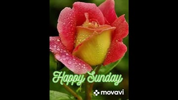 Happy Sunday / animated greeting card #postcard #whatsapp #positive #happy #happysunday