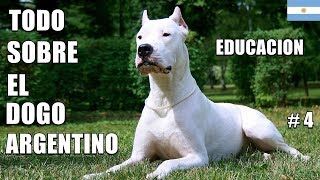 Dogo Argentino  Educación  Cuidados  Comportamiento  Salud  Aspecto  Historia y Origen