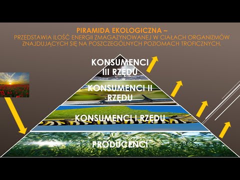 Materia i energia w ekosystemie (biologia, szkoła podstawowa)