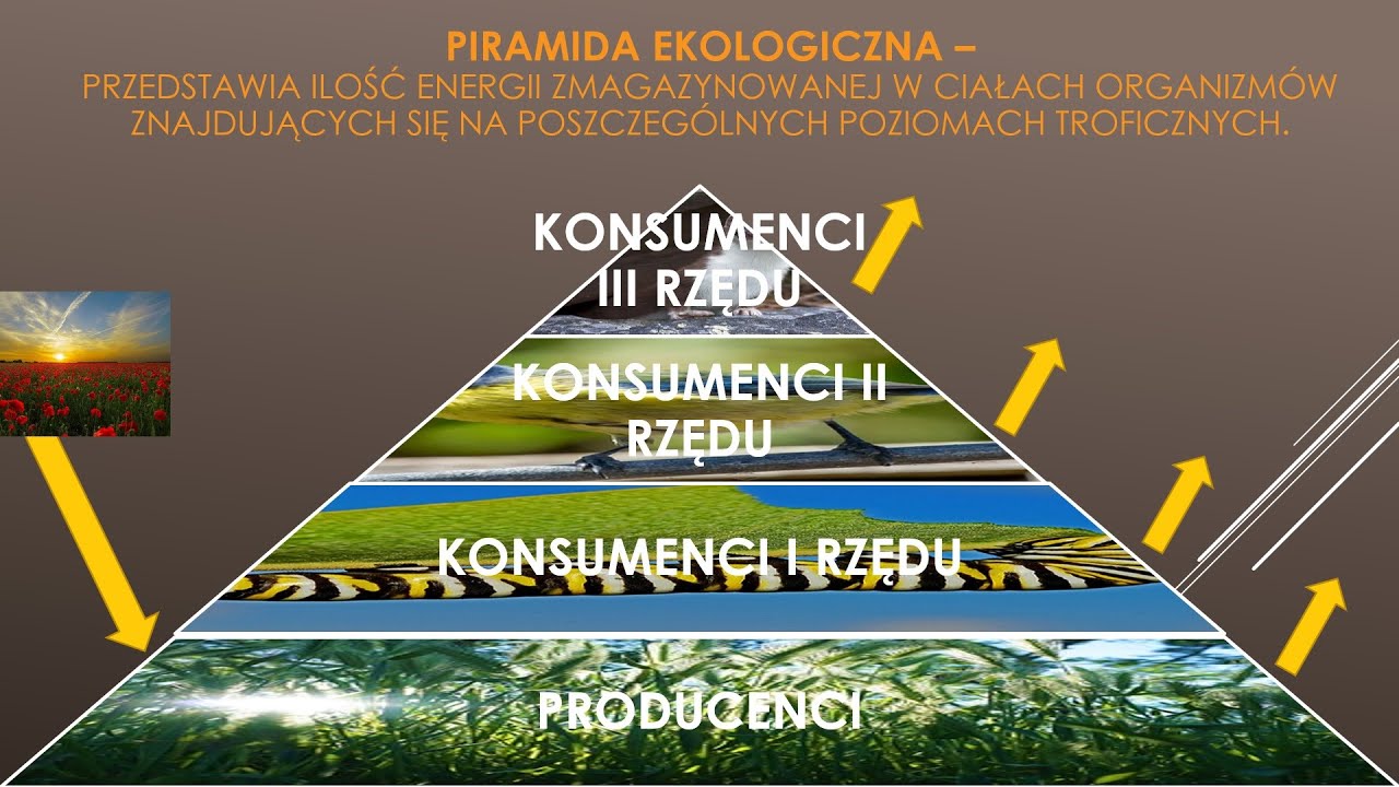 Piramida Energii W Ekosystemie