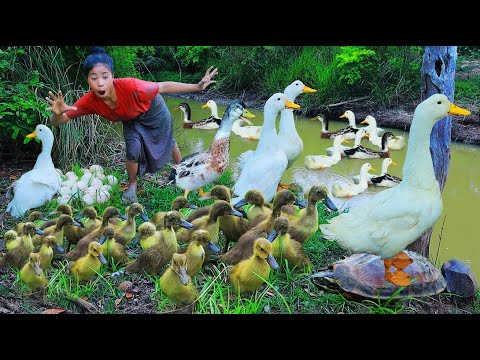 Heang Pailin - Women finding duck with turtle and help duckling - cooking duck egg eat delicious
