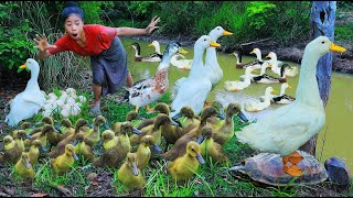 Heang Pailin - Women finding duck with turtle and help duckling - cooking duck egg eat delicious