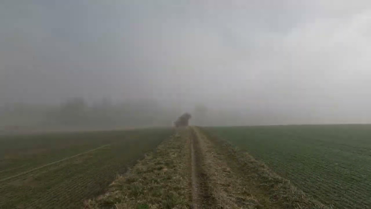 Foggy run