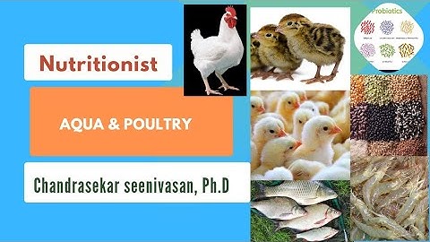 Pangasius Feed Formulation
