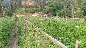 Mướp đắng rừng, chữa bệnh tiểu đường, gan, máu nhiễm mỡ, huyết áp cao, cúm lâu dài, say nắng, say xe