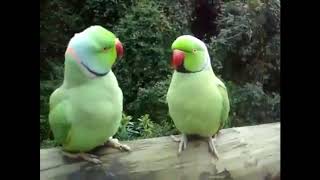 Два попугайчика общаются друг с другом.Смотреть всем!