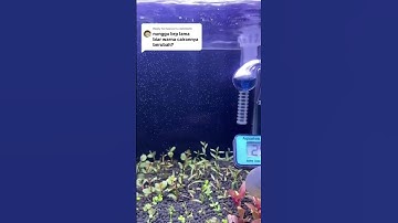 Thumbnail of Warna indikator co2 #indikator #co2 #vivaria #co2aquascape #co2aquarium #aquascape