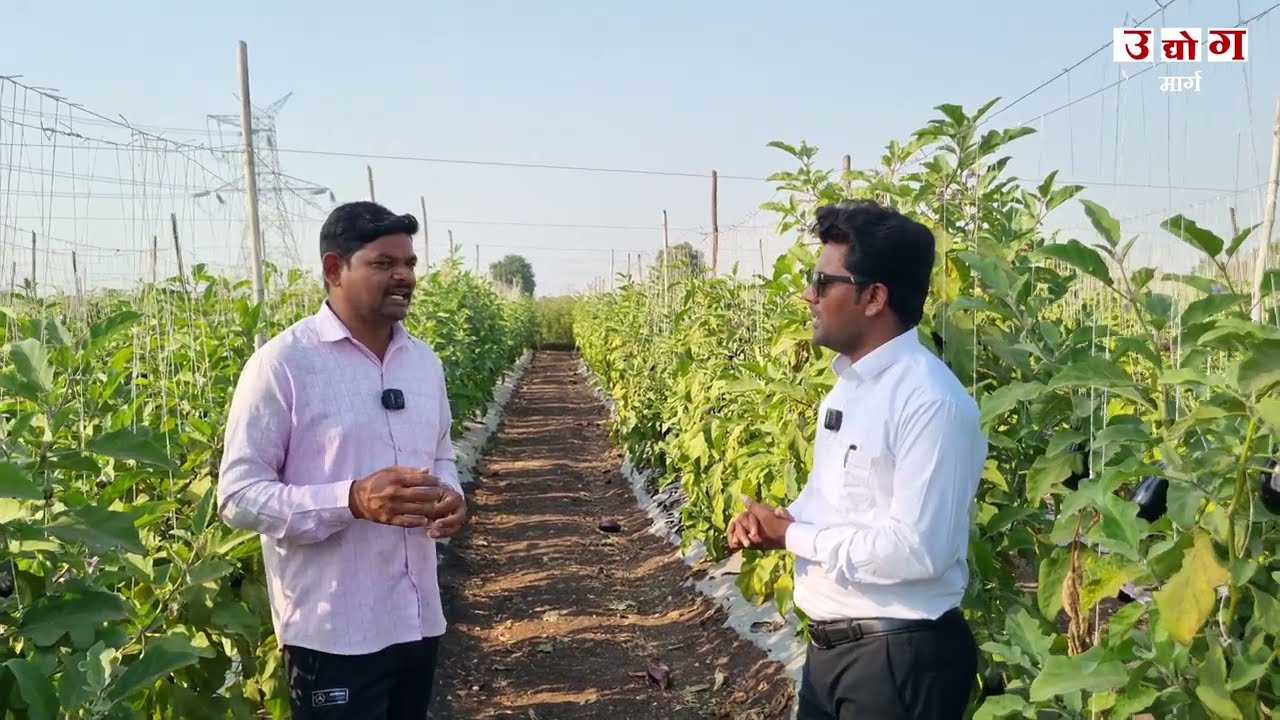 आधुनिक वांग्याची शेती | वांग्याची शेती कशी करायची | eggplant Farming | Brinjal Farming |